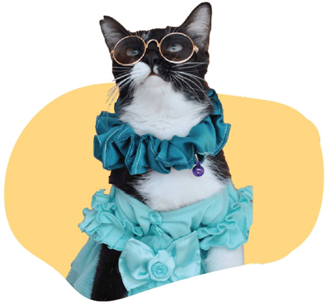 Kucing keren dengan kaca mata dan outfit