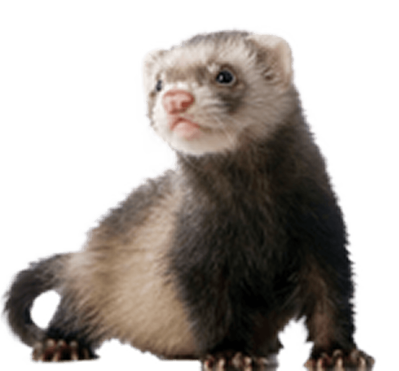 animal