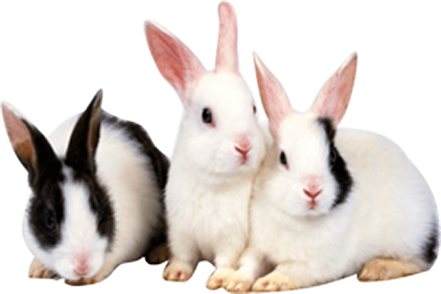 Bunnies decoration